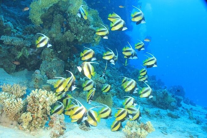 2 Dive Stops Intro Scuba Diving With Lunch & Transfer - Hurghada - Why two Red Sea stops make sense for beginners