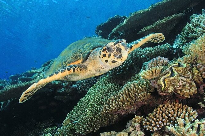 2 Dive Stops Intro Scuba Diving With Lunch & Transfer - Hurghada - The second session is often the better one