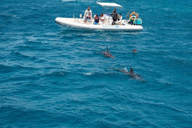 4-Hour Private Speedboat to See Dolphins from Hurghada - Key points at a glance