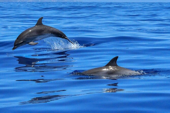 4-Hour Private Speedboat to See Dolphins from Hurghada - From your hotel to the Red Sea