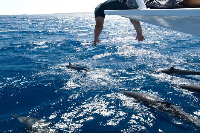 4-Hour Private Speedboat to See Dolphins from Hurghada - Dolphin House and the wild-animal promise