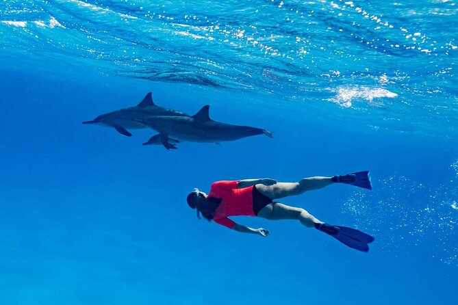4-Hour Private Speedboat to See Dolphins from Hurghada - Snorkeling at El Fanadir and nearby reefs