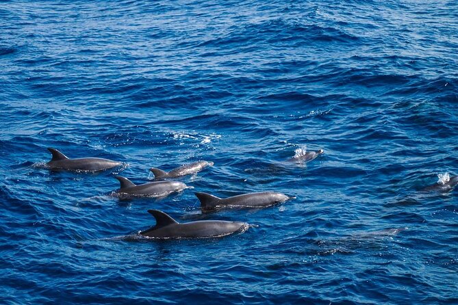 4-Hour Private Speedboat to See Dolphins from Hurghada - Snacks, equipment, and comfort on board