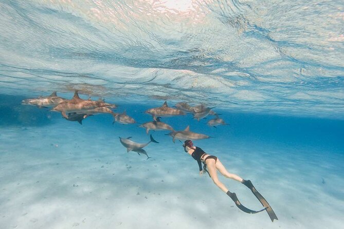 4-Hour Private Speedboat to See Dolphins from Hurghada - Who will get the most from this private boat