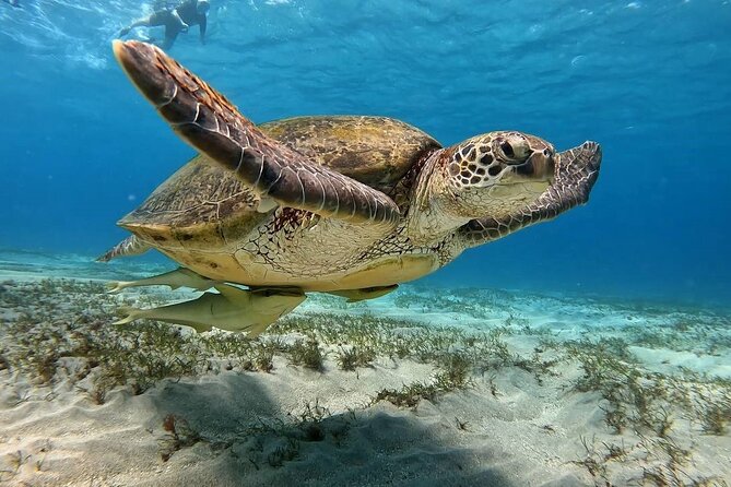 Abu Dabbab Beach Full Day Trip with Turtles - Why Abu Dabbab Beach is worth the trip