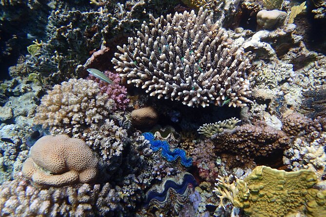 Abu Dabbab Beach Full Day Trip with Turtles - What the $65 price really includes