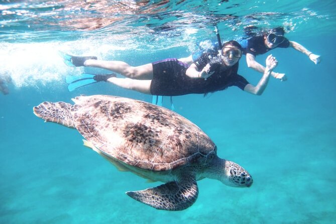 Abu Dabbab Beach Full Day Trip with Turtles - How crowded conditions can affect the experience
