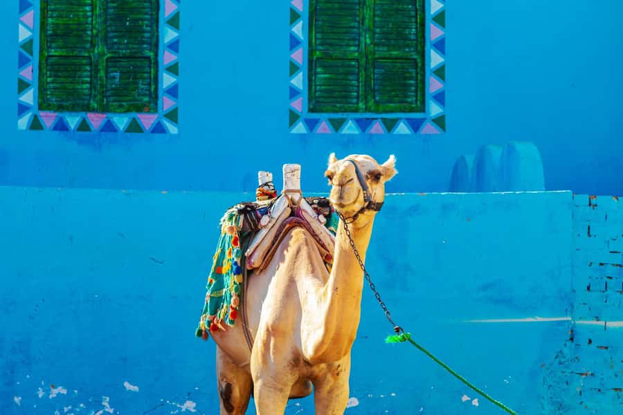 Aswan: Nubian Village Day Trip with Camel Ride - Meeting Nubian Village on foot and by camel