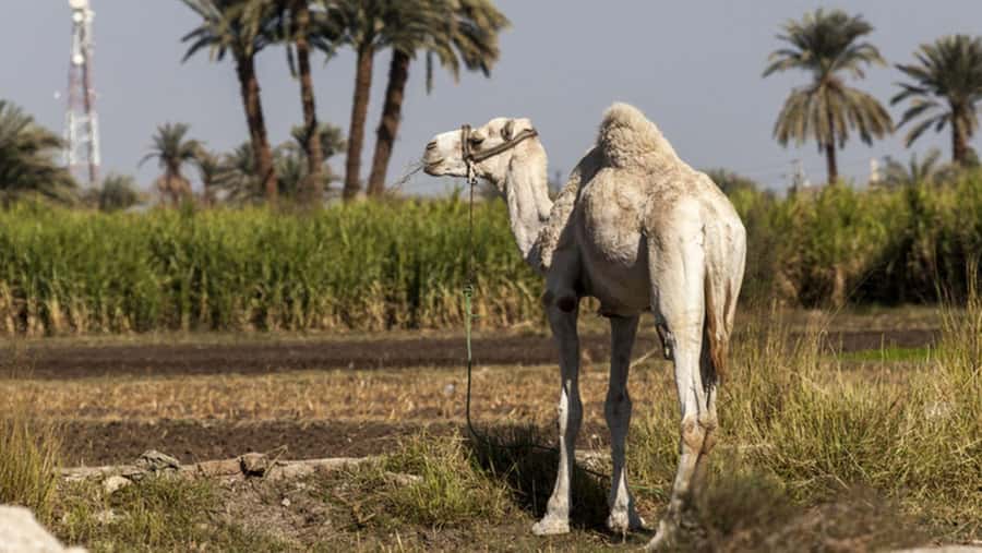 Cairo: Fayoum, Wadi El Rayan, and Wadi al Hitan 4x4 Tour - Practical advice for a smoother day