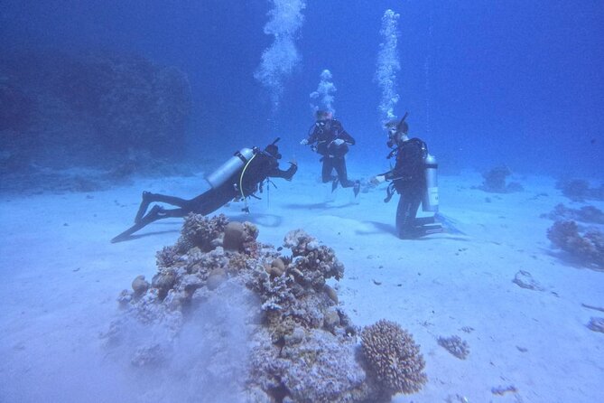 Course for Padi OW in Red Sea and Sinai - Red Sea sessions and the underwater payoff