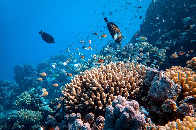 Dahab Blue Hole and Towailat Mountain - Snorkeling at the Blue Hole