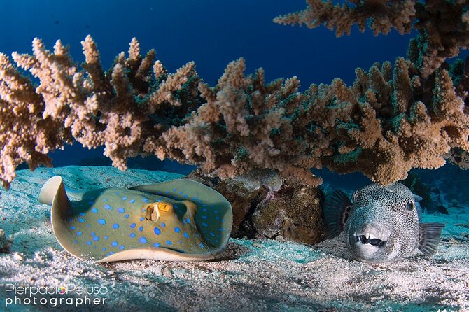 Discover Scuba Diving Sharm El Sheikh - Boat or shore: choose the format that suits you