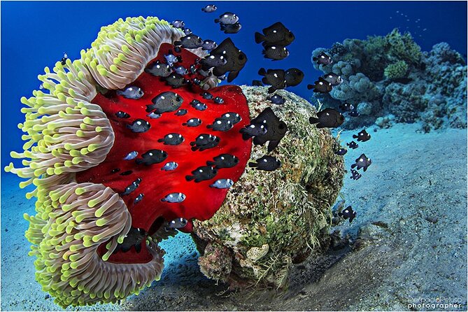 Discover Scuba Diving Sharm El Sheikh - Lunch makes the seven-hour schedule easier