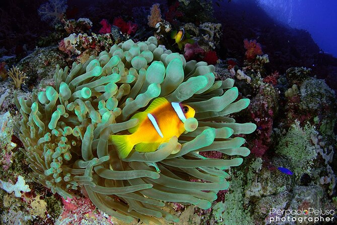 Discover Scuba Diving Sharm El Sheikh - The 8:00 am pickup keeps the morning simple