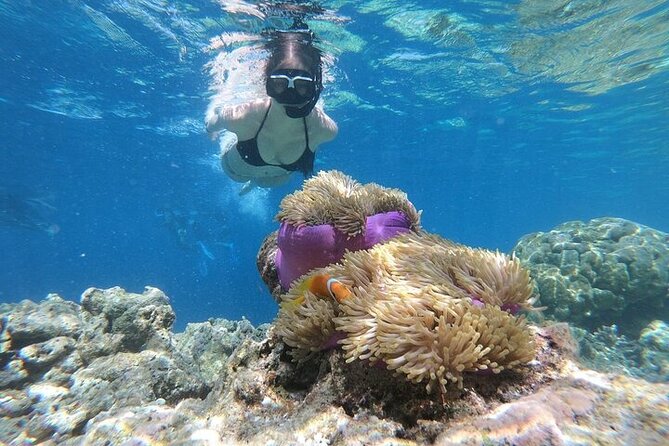 Diving And Snorkeling To Ras Mohamed And White Island By VIP Boat - Practical Advice for a Better Day