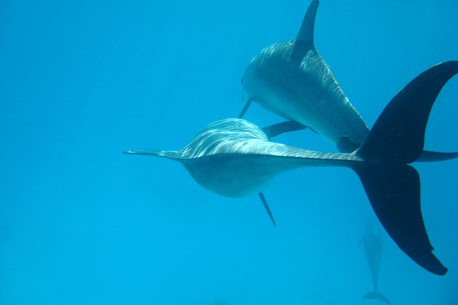 Dolphin house - Key points at a glance