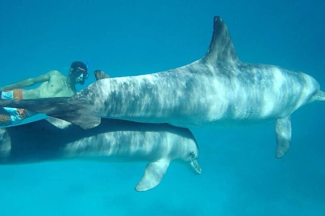 Dolphin house - What the boat day includes