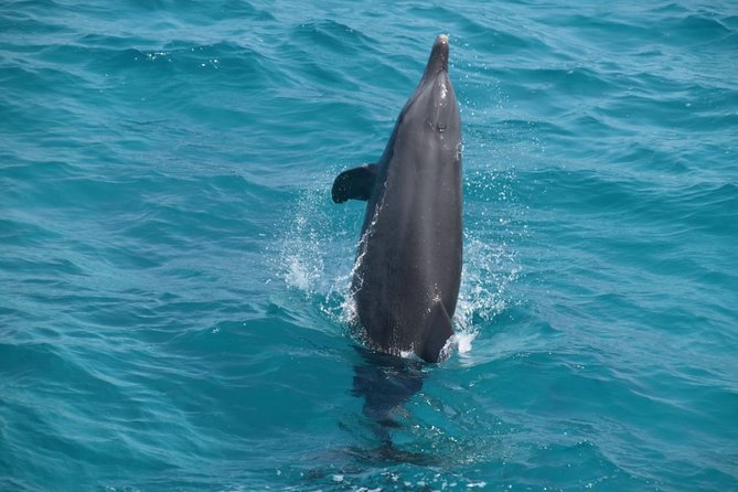 Dolphin House and Banana Boat Fun from Hurghada - Three snorkeling stops over coral and fish