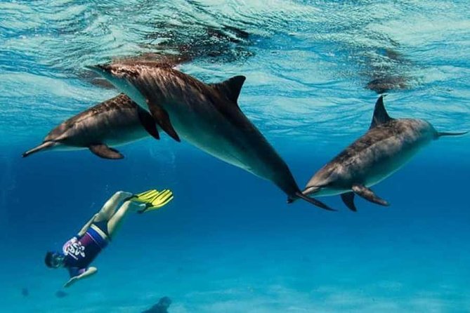 Dolphin House By Private Speed Boat & Drinks & Transfer-Hurghada - Is $50 good value for four hours?