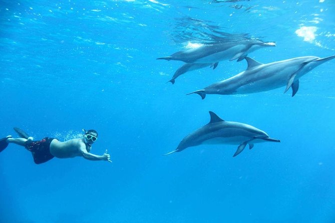 Dolphin House By Private Speed Boat & Drinks & Transfer-Hurghada - Booking tips that can prevent surprises