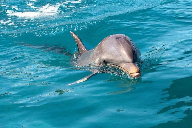 Dolphin House Royal sea Trip Luxury Boat With Transfer - Hurghada - Key points at a glance