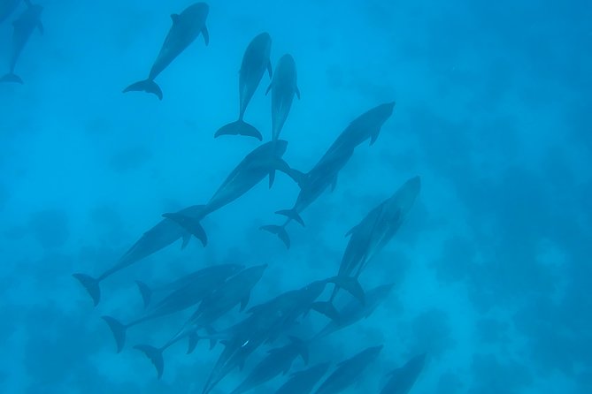 Dolphin House Royal sea Trip Luxury Boat With Transfer - Hurghada - Lunch, tea, coffee, and a day on the water