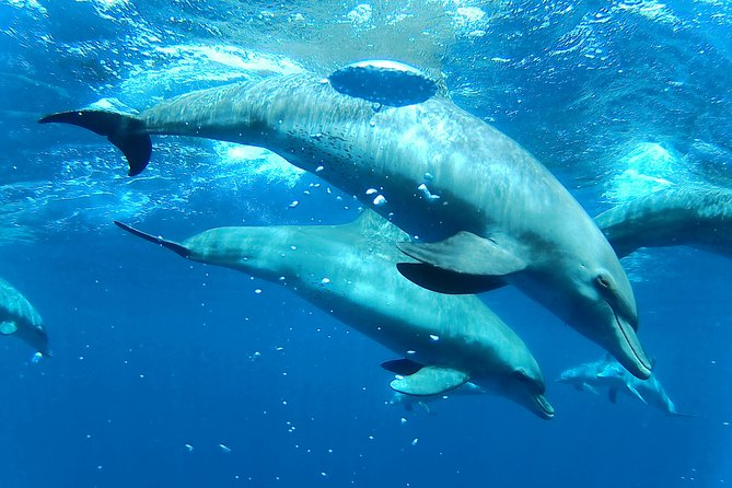 Dolphin House Royal sea Trip Luxury Boat With Transfer - Hurghada - A 20-minute Banana Boat and Quadra ride
