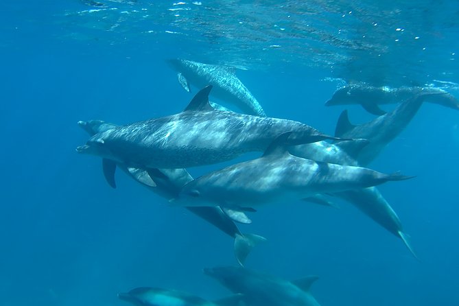 Dolphin House Royal sea Trip Luxury Boat With Transfer - Hurghada - The crew and the feel aboard