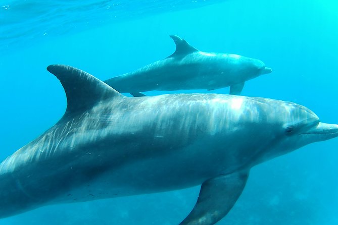 Dolphin House Royal sea Trip Luxury Boat With Transfer - Hurghada - Two reef stops for different kinds of snorkelers