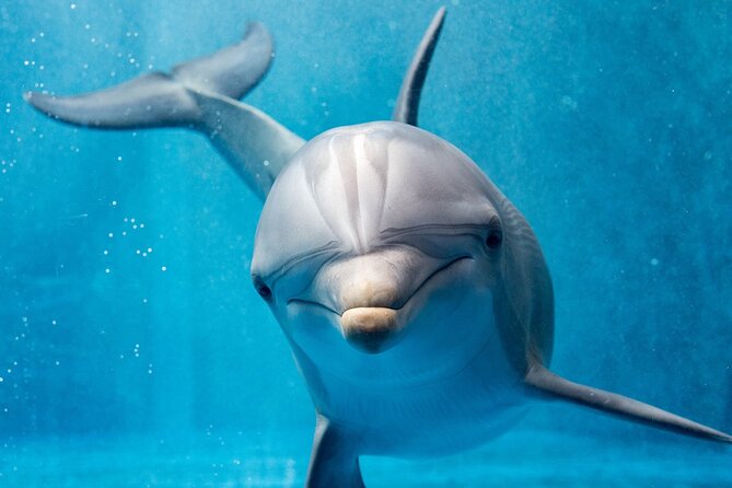 Dolphin House Royal Sea Trip Water Sports W/Transfer - HURGHADA - Reef snorkeling is the dependable highlight