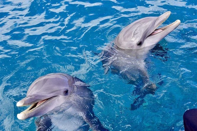 Dolphin House Royal Sea Trip Water Sports W/Transfer - HURGHADA - Crew service can make or break the day