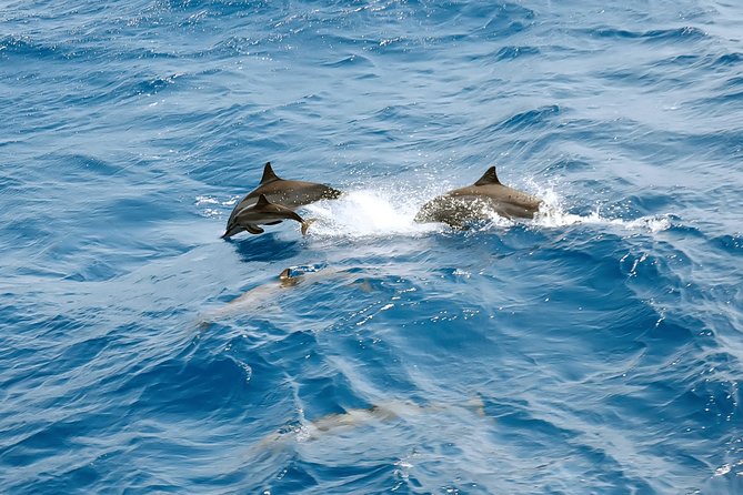 Dolphin House Royal VIP Special Day Snorkeling Sea Trip With Lunch - Hurghada - Leaving Hurghada Marina at 8:00 am