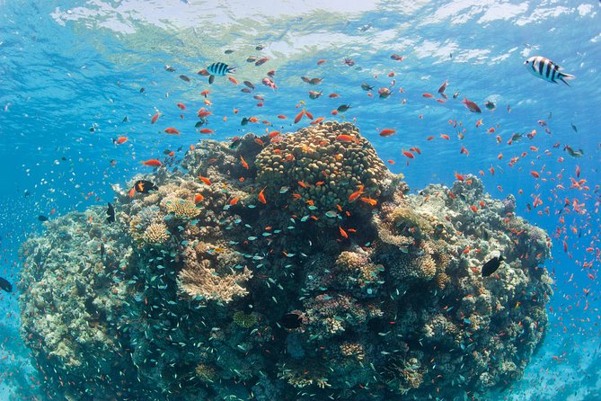 Dolphin House Royal VIP Special Day Snorkeling Sea Trip With Lunch - Hurghada - What the $16 Price Really Buys You