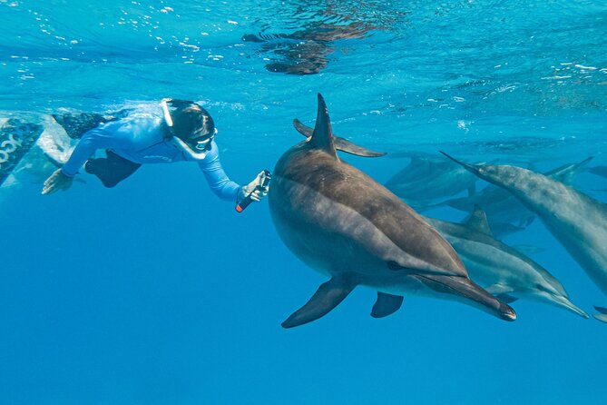 Dolphin House Samadai Reef Boat Snorkeling Trip from Marsa Alam - Leaving Marsa Alam early for the marina