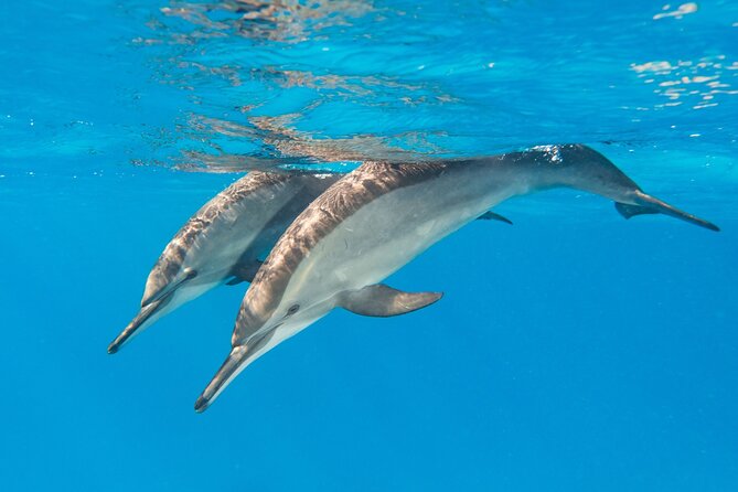Dolphin House Samadai Reef Boat Snorkeling Trip from Marsa Alam - First swim at Shaab Samadai