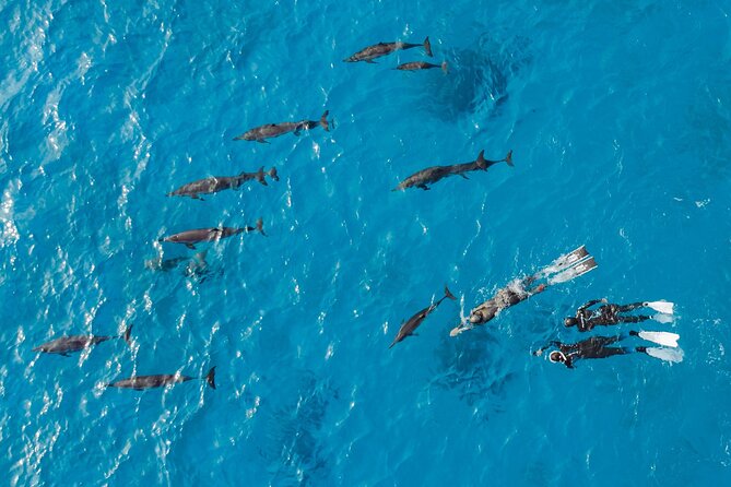 Dolphin House Samadai Reef Boat Snorkeling Trip from Marsa Alam - The second swim and Crystal Temple Reef
