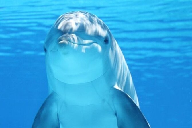 Dolphin House Snorkel & Water Fun Activity with Lunch - Hurghada - Key points at a glance