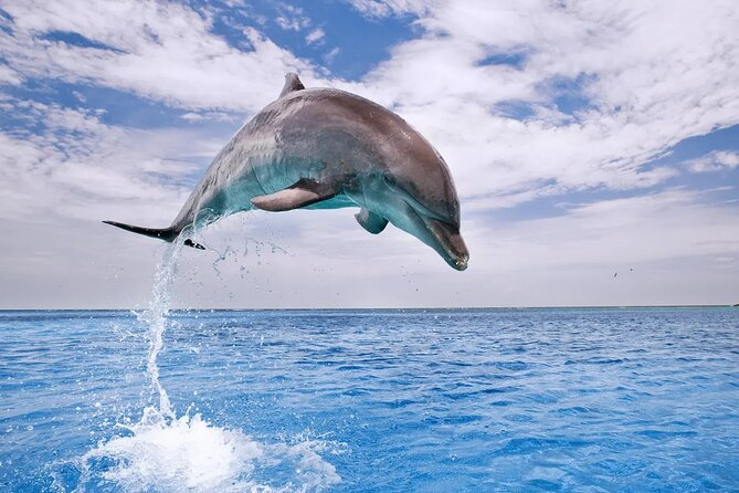 Dolphin House Snorkel & Water Fun Activity with Lunch - Hurghada - Water sports add a playful finish