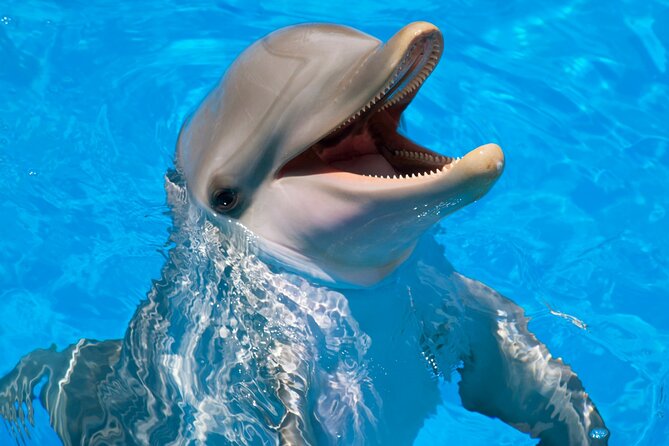 Dolphin House Snorkel & Water Fun Activity with Lunch - Hurghada - Who should book this Red Sea day