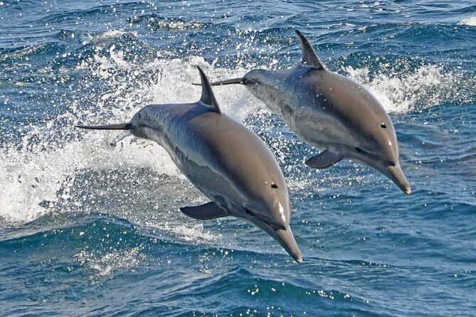 Dolphin House Snorkeling Sea Trip, Water Sport , Lunch - Hurghada - Setting out from Hurghada at 8:00 a.m.