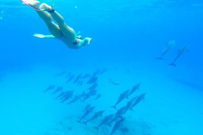 Dolphin House Snorkeling Sea Trip, Water Sport , Lunch - Hurghada - Lunch, drinks, and time to rest