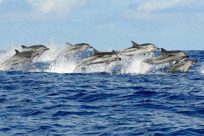 Dolphin House Snorkeling Trip + Water Sport With Lunch - Hurghada - Water sports bring a different kind of energy