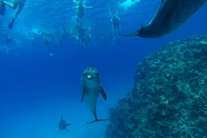 Dolphin House Snorkeling Trip + Water Sport With Lunch - Hurghada - Lunch, coffee, tea, and water on the boat