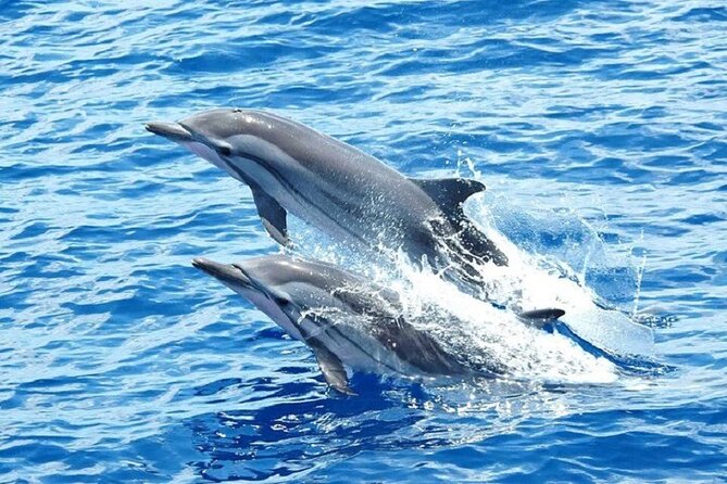 Dolphin House Snorkeling Trip + Water Sport With Lunch - Hurghada - Starting at 8:00 am with hotel pickup