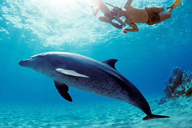 Dolphin House Snorkeling,Water Sports, Lunch & Transfer- Hurghada - Key points before you book