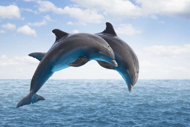 Dolphin House Snorkeling,Water Sports, Lunch & Transfer- Hurghada - What the eight-hour Dolphin House day is really like