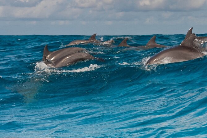 Dolphin House Snorkeling,Water Sports, Lunch & Transfer- Hurghada - Finding dolphins at Dolphin House