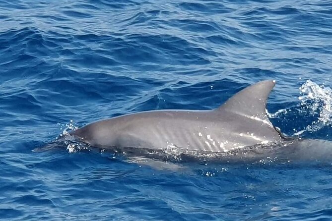 Dolphin House Snorkeling,Water Sports, Lunch & Transfer- Hurghada - Crew, guide, and group size