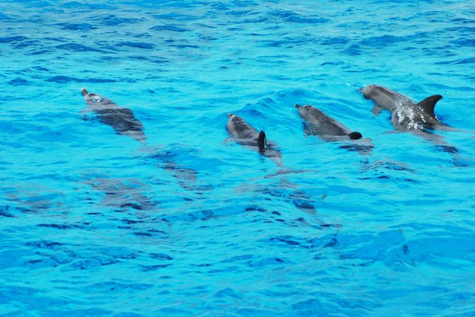 Dolphin house - Dolphin House and the search for wild dolphins