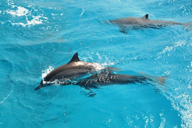 Dolphin Tour Banana Boat from Soma /Sahl Hasheesh/makadi/Safaga - The early pickup from Soma Bay, Sahl Hasheesh, Makadi, and Safaga